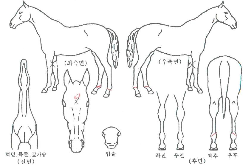 Åä³×À̵µÅ·ÀÇ Ãø¸é,¿ì¸é,µÞ¸é,µÎ»ó,´Ù¸®ÀÇ Æ¯Â¡µµÇØ