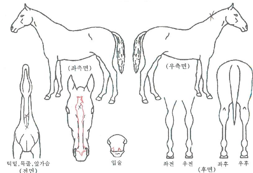 ǻó½ºÀÇ Ãø¸é,¿ì¸é,µÞ¸é,µÎ»ó,´Ù¸®ÀÇ Æ¯Â¡µµÇØ