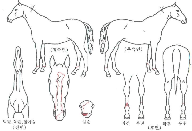 ¹«ÀûÀǼø°£ÀÇ Ãø¸é,¿ì¸é,µÞ¸é,µÎ»ó,´Ù¸®ÀÇ Æ¯Â¡µµÇØ