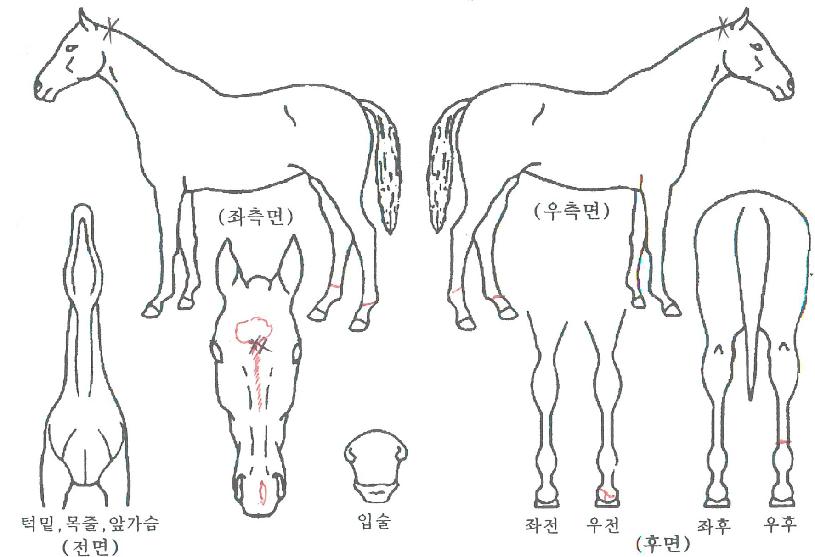 À§´×À©ÀÇ Ãø¸é,¿ì¸é,µÞ¸é,µÎ»ó,´Ù¸®ÀÇ Æ¯Â¡µµÇØ