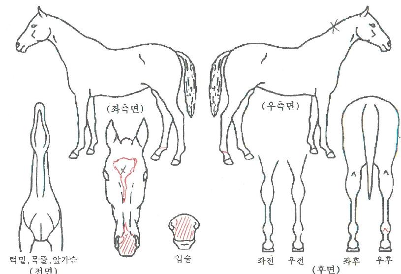 �ູ��ž�ڸ��� ����,���,�޸�,�λ�,�ٸ��� Ư¡����