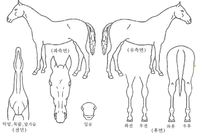 ��Ű���ڸ��� ����,���,�޸�,�λ�,�ٸ��� Ư¡����