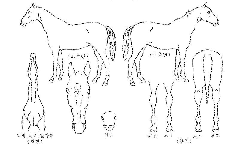 ´ë¸í·¹À̳ªÀÇ Ãø¸é,¿ì¸é,µÞ¸é,µÎ»ó,´Ù¸®ÀÇ Æ¯Â¡µµÇØ