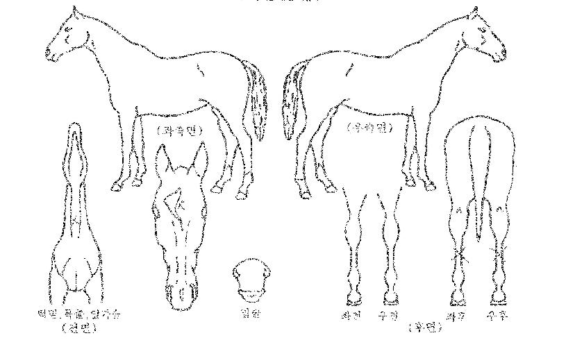 õº°ÀÇ Ãø¸é,¿ì¸é,µÞ¸é,µÎ»ó,´Ù¸®ÀÇ Æ¯Â¡µµÇØ