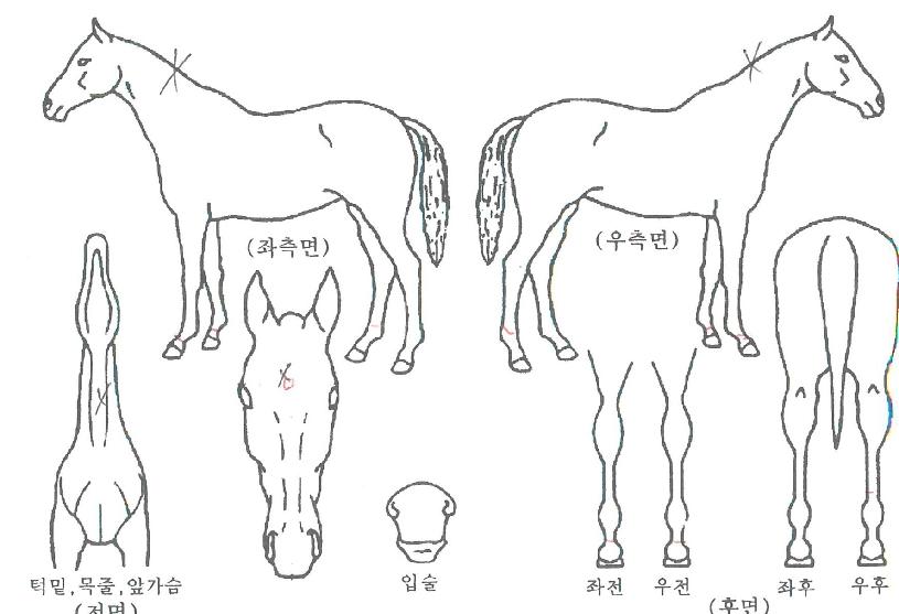 ½´ÆÛÅ©¸®µåÀÇ Ãø¸é,¿ì¸é,µÞ¸é,µÎ»ó,´Ù¸®ÀÇ Æ¯Â¡µµÇØ