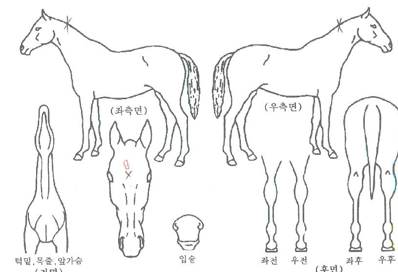 ´ç¿¬ÇÏÁöÀÇ Ãø¸é,¿ì¸é,µÞ¸é,µÎ»ó,´Ù¸®ÀÇ Æ¯Â¡µµÇØ