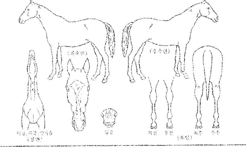 ����ƮŸ���� ����,���,�޸�,�λ�,�ٸ��� Ư¡����