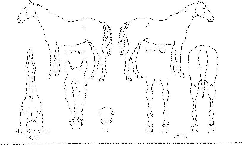 ÄÚ¸®¾È¿£Á©ÀÇ Ãø¸é,¿ì¸é,µÞ¸é,µÎ»ó,´Ù¸®ÀÇ Æ¯Â¡µµÇØ