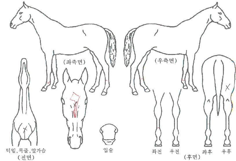 ��³����ڸ��� ����,���,�޸�,�λ�,�ٸ��� Ư¡����