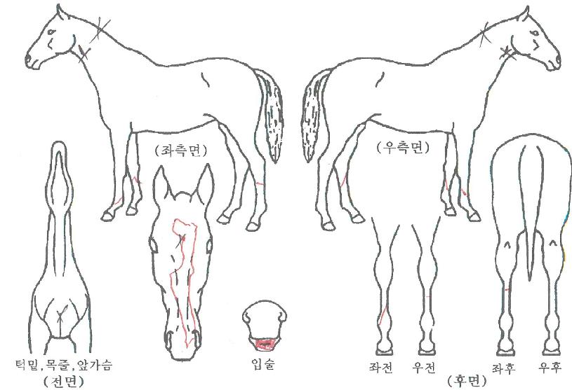 ¶ó¿ÂÄ«ÀÌÀúÀÇ Ãø¸é,¿ì¸é,µÞ¸é,µÎ»ó,´Ù¸®ÀÇ Æ¯Â¡µµÇØ