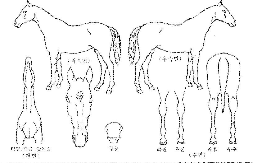 ������������ ����,���,�޸�,�λ�,�ٸ��� Ư¡����