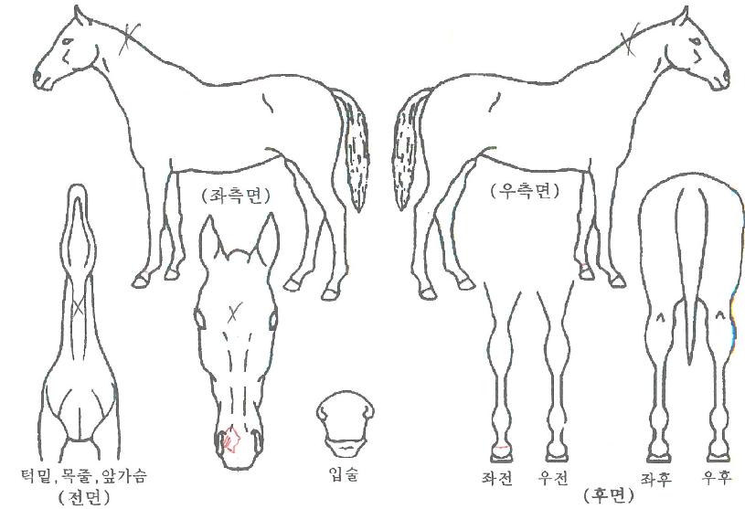 ºí·çÇ÷¡±×ÀÇ Ãø¸é,¿ì¸é,µÞ¸é,µÎ»ó,´Ù¸®ÀÇ Æ¯Â¡µµÇØ