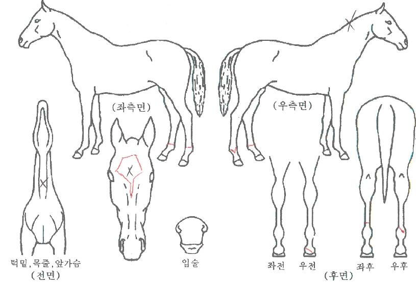 �ȵ������� ����,���,�޸�,�λ�,�ٸ��� Ư¡����