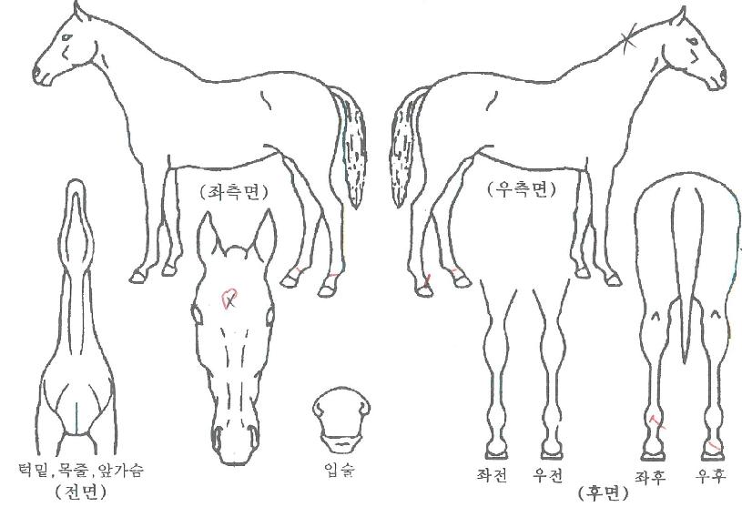 ����Ʈ�ο��� ����,���,�޸�,�λ�,�ٸ��� Ư¡����