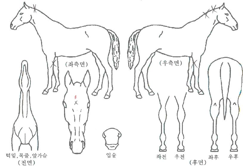 ½ºÇǵåÀÌÁîÄÀÇ Ãø¸é,¿ì¸é,µÞ¸é,µÎ»ó,´Ù¸®ÀÇ Æ¯Â¡µµÇØ