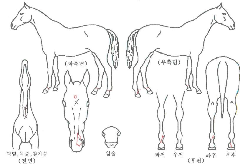 Ȳ±Ý¹ú¸¶ÀÇ Ãø¸é,¿ì¸é,µÞ¸é,µÎ»ó,´Ù¸®ÀÇ Æ¯Â¡µµÇØ