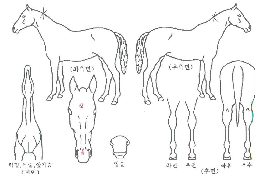 ºòÀ̾îÀÇ Ãø¸é,¿ì¸é,µÞ¸é,µÎ»ó,´Ù¸®ÀÇ Æ¯Â¡µµÇØ