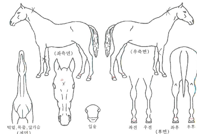 ¹Ì½ºÁ¸ÁîÀÚ¸¶ÀÇ Ãø¸é,¿ì¸é,µÞ¸é,µÎ»ó,´Ù¸®ÀÇ Æ¯Â¡µµÇØ