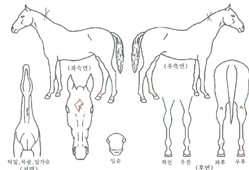 ´õºÒ¾î½£ÀÇ Ãø¸é,¿ì¸é,µÞ¸é,µÎ»ó,´Ù¸®ÀÇ Æ¯Â¡µµÇØ