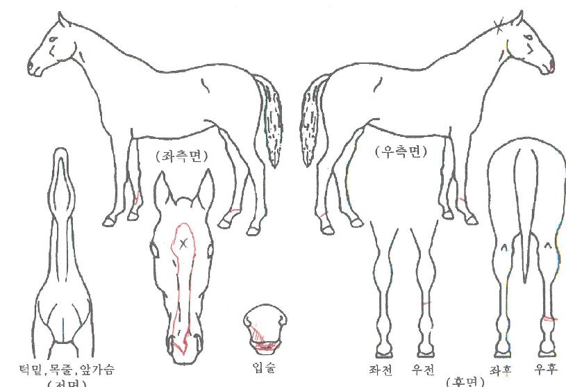 �ھ�����̵��� ����,���,�޸�,�λ�,�ٸ��� Ư¡����