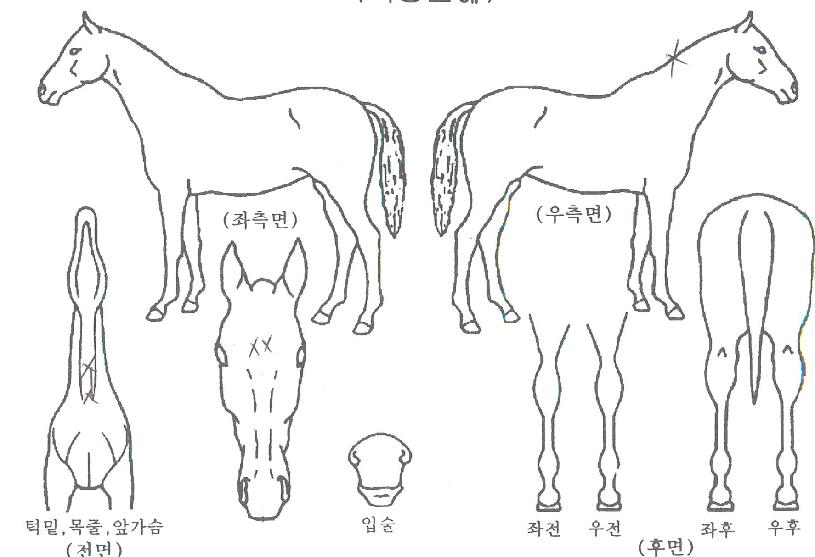 õ������ ����,���,�޸�,�λ�,�ٸ��� Ư¡����