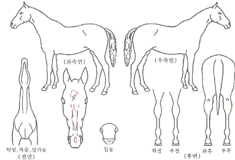 ºÎ°æ´õºñÀÇ Ãø¸é,¿ì¸é,µÞ¸é,µÎ»ó,´Ù¸®ÀÇ Æ¯Â¡µµÇØ