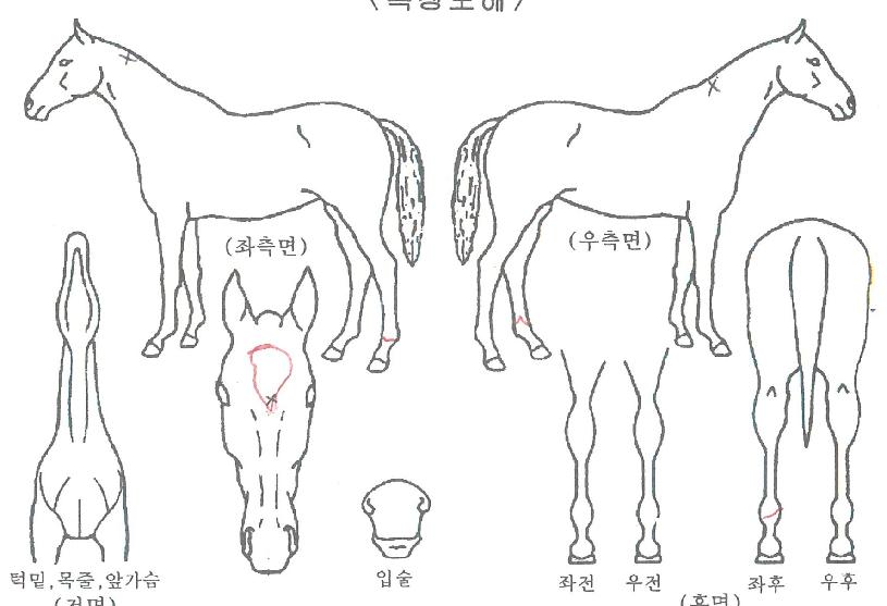 À¯·Î°øÁÖÀÇ Ãø¸é,¿ì¸é,µÞ¸é,µÎ»ó,´Ù¸®ÀÇ Æ¯Â¡µµÇØ