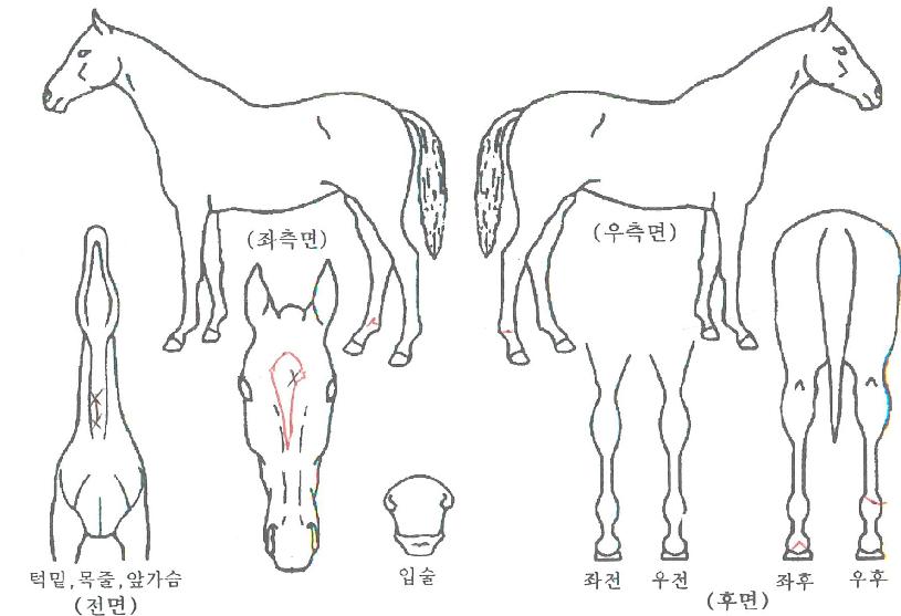 ¼±¹ßĹÀÇ Ãø¸é,¿ì¸é,µÞ¸é,µÎ»ó,´Ù¸®ÀÇ Æ¯Â¡µµÇØ