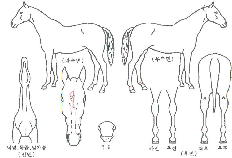 ¾î¸Ç´õ°øÁÖÀÇ Ãø¸é,¿ì¸é,µÞ¸é,µÎ»ó,´Ù¸®ÀÇ Æ¯Â¡µµÇØ