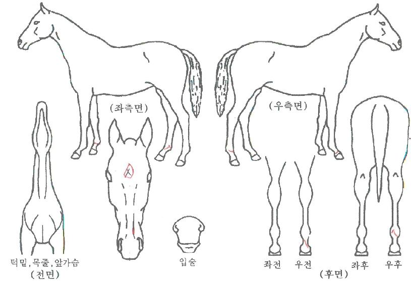 ������Ʈ�� ����,���,�޸�,�λ�,�ٸ��� Ư¡����