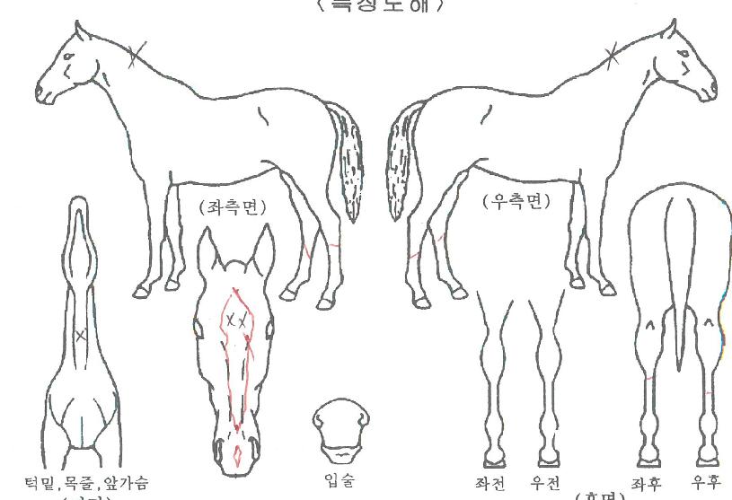 ¹é»ê±ºÁÖÀÇ Ãø¸é,¿ì¸é,µÞ¸é,µÎ»ó,´Ù¸®ÀÇ Æ¯Â¡µµÇØ