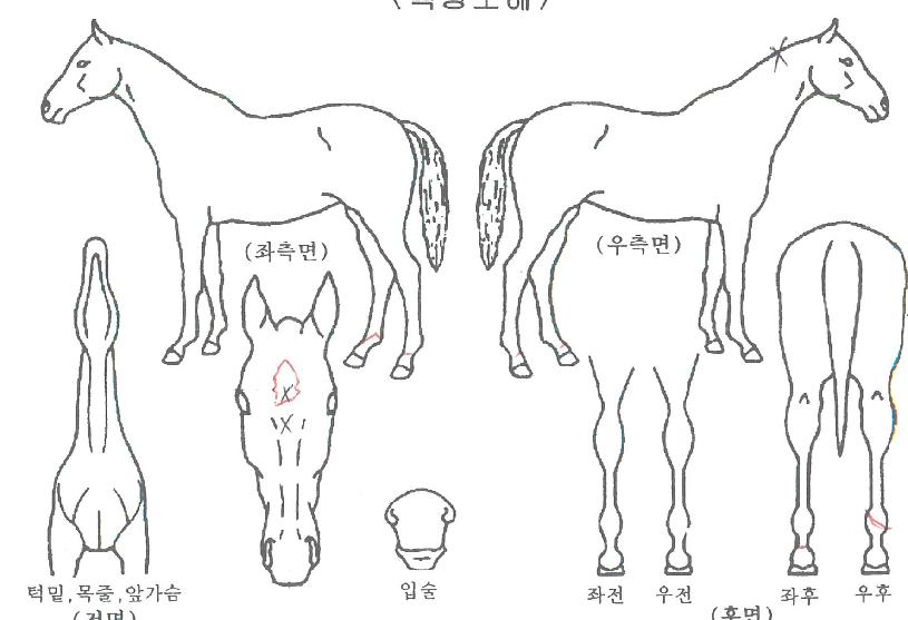 ½ºÄ«À̰øÁÖÀÇ Ãø¸é,¿ì¸é,µÞ¸é,µÎ»ó,´Ù¸®ÀÇ Æ¯Â¡µµÇØ