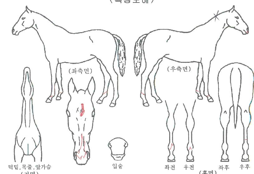 ¼±È£ÀÇ Ãø¸é,¿ì¸é,µÞ¸é,µÎ»ó,´Ù¸®ÀÇ Æ¯Â¡µµÇØ