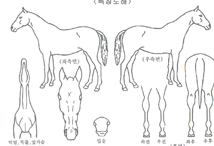 ŽºÅ©Æ÷½ºÀÇ Ãø¸é,¿ì¸é,µÞ¸é,µÎ»ó,´Ù¸®ÀÇ Æ¯Â¡µµÇØ