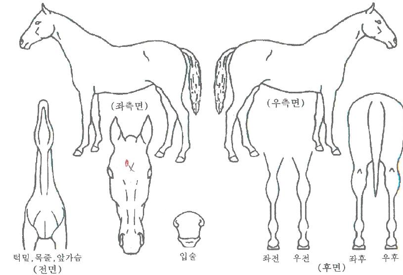 º§¶ó¹Ì°øÁÖÀÇ Ãø¸é,¿ì¸é,µÞ¸é,µÎ»ó,´Ù¸®ÀÇ Æ¯Â¡µµÇØ