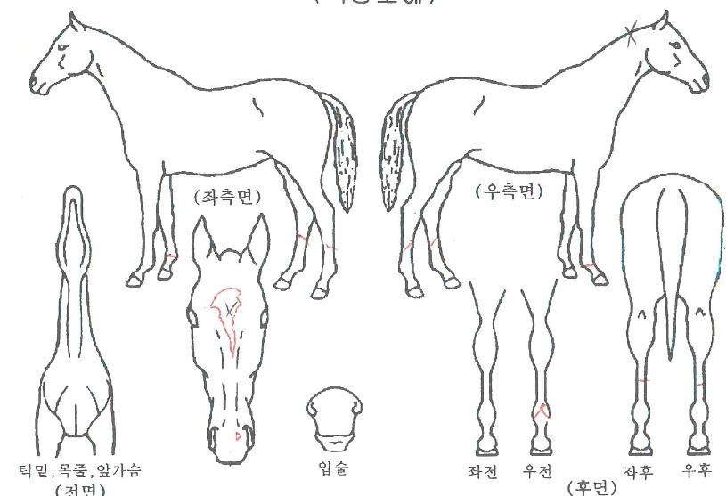 ÇÇÄÉÀÌÆÄÆ¼ÀÇ Ãø¸é,¿ì¸é,µÞ¸é,µÎ»ó,´Ù¸®ÀÇ Æ¯Â¡µµÇØ