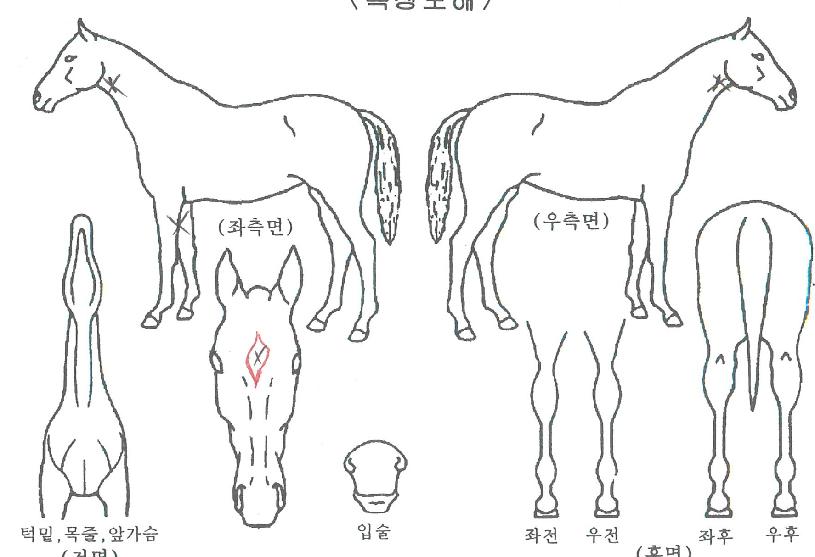 ÇϺñ½ºÆ®½ÃÁðÀÇ Ãø¸é,¿ì¸é,µÞ¸é,µÎ»ó,´Ù¸®ÀÇ Æ¯Â¡µµÇØ