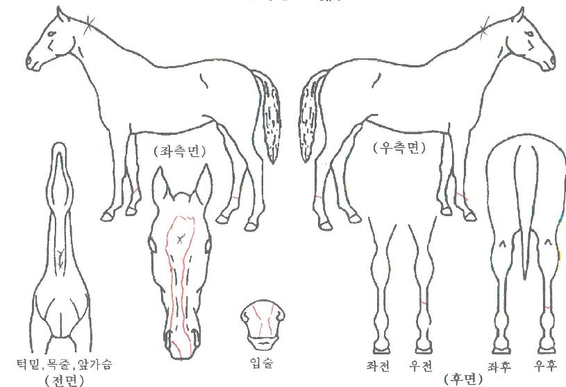 ½¬Àú½ºÆ®À©ÀÇ Ãø¸é,¿ì¸é,µÞ¸é,µÎ»ó,´Ù¸®ÀÇ Æ¯Â¡µµÇØ