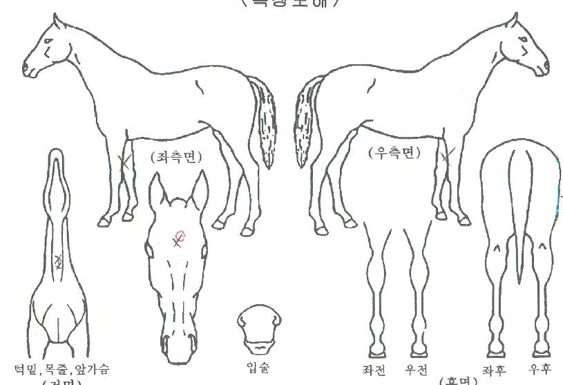 �򷹵������� ����,���,�޸�,�λ�,�ٸ��� Ư¡����