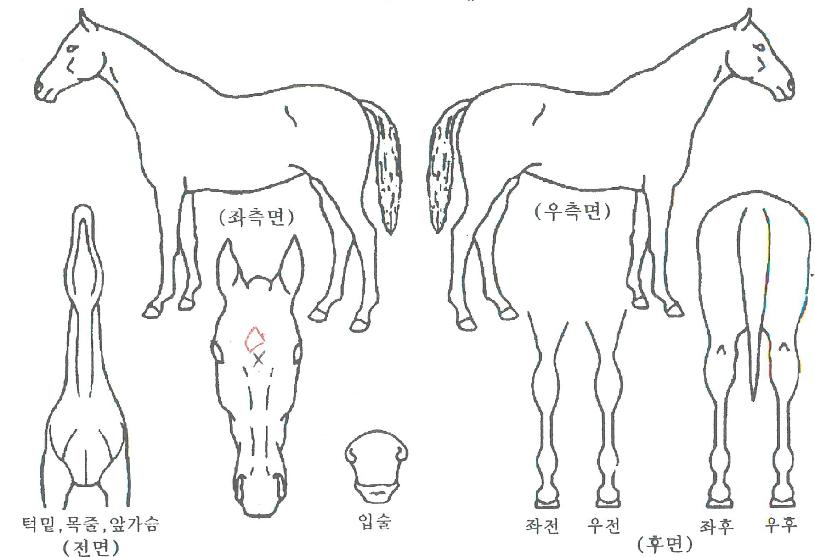 Á¤²ÉÀÇ Ãø¸é,¿ì¸é,µÞ¸é,µÎ»ó,´Ù¸®ÀÇ Æ¯Â¡µµÇØ