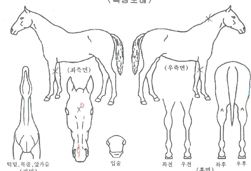 �帲Ĺ�� ����,���,�޸�,�λ�,�ٸ��� Ư¡����