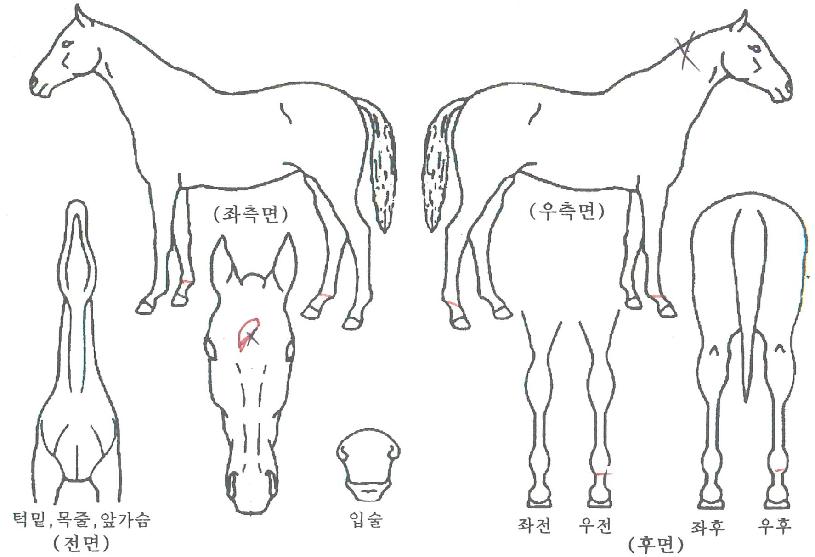 �����ǵη����� ����,���,�޸�,�λ�,�ٸ��� Ư¡����