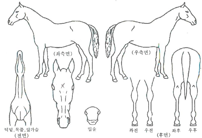 ¹Ì½ºÆÛÆåÆ®ÀÇ Ãø¸é,¿ì¸é,µÞ¸é,µÎ»ó,´Ù¸®ÀÇ Æ¯Â¡µµÇØ