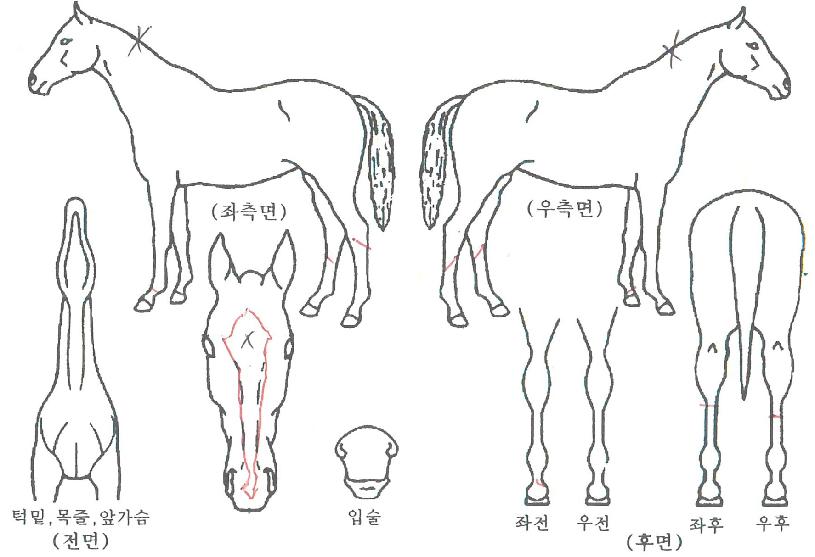 ¸®ºù½ºÅÏÀÇ Ãø¸é,¿ì¸é,µÞ¸é,µÎ»ó,´Ù¸®ÀÇ Æ¯Â¡µµÇØ