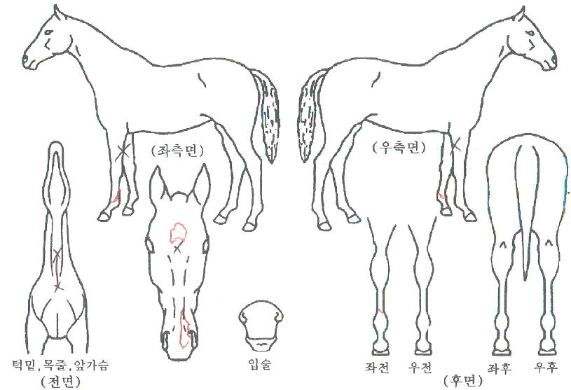 Á¤ÀÇÀDZê¹ßÀÇ Ãø¸é,¿ì¸é,µÞ¸é,µÎ»ó,´Ù¸®ÀÇ Æ¯Â¡µµÇØ