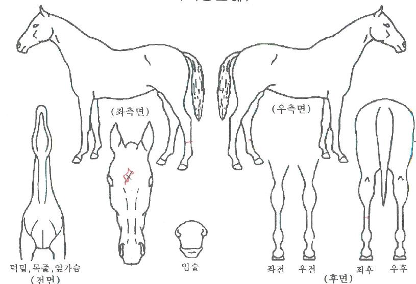 Ž¶ó¿©½ÅÀÇ Ãø¸é,¿ì¸é,µÞ¸é,µÎ»ó,´Ù¸®ÀÇ Æ¯Â¡µµÇØ