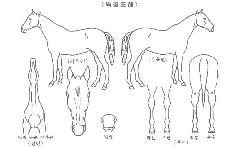 Á¦ÀÌ¿¡½º½ºÅèÀÇ Ãø¸é,¿ì¸é,µÞ¸é,µÎ»ó,´Ù¸®ÀÇ Æ¯Â¡µµÇØ