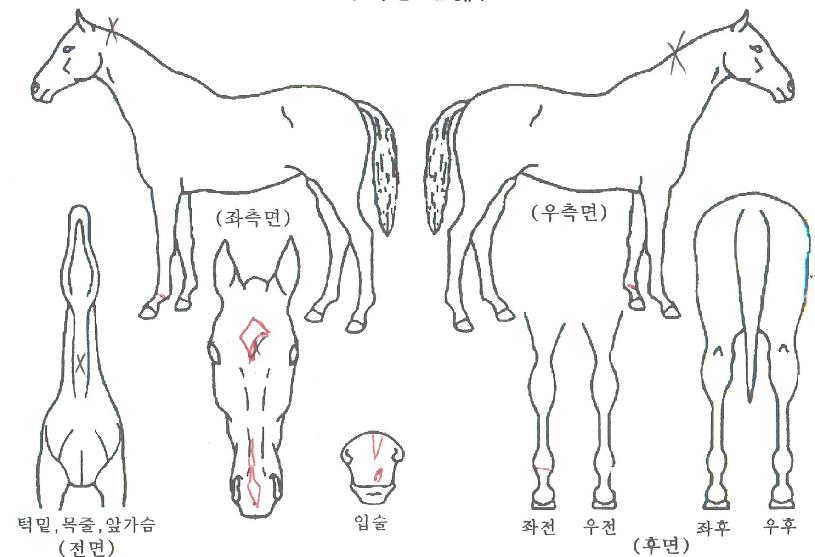 �ڸ����������� ����,���,�޸�,�λ�,�ٸ��� Ư¡����