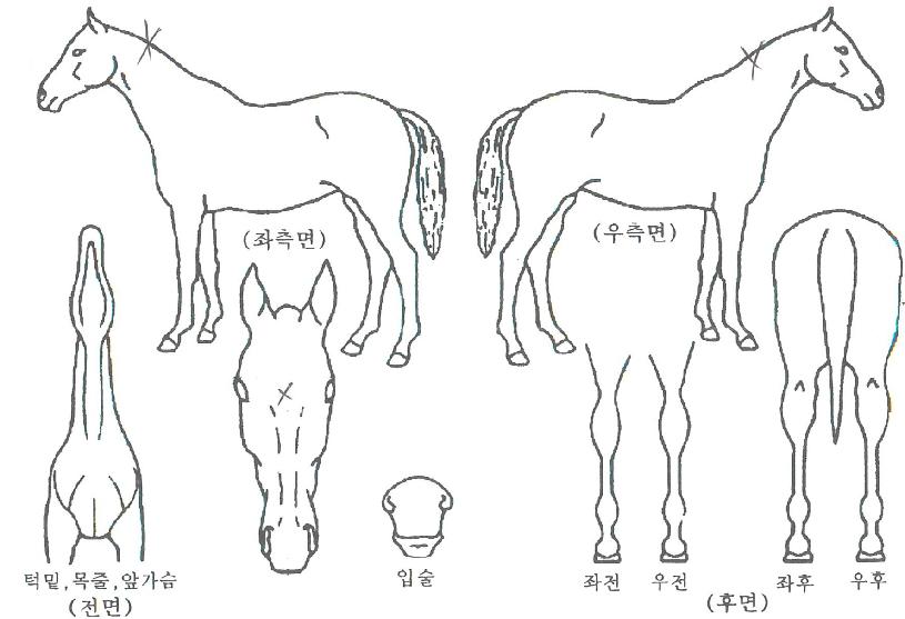 ������������ ����,���,�޸�,�λ�,�ٸ��� Ư¡����