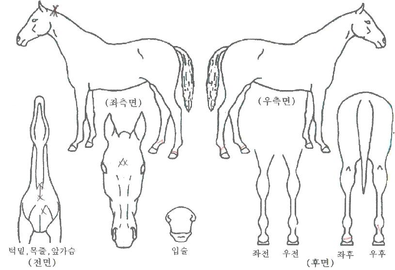 ¸ÞƼ½º°øÁÖÀÇ Ãø¸é,¿ì¸é,µÞ¸é,µÎ»ó,´Ù¸®ÀÇ Æ¯Â¡µµÇØ